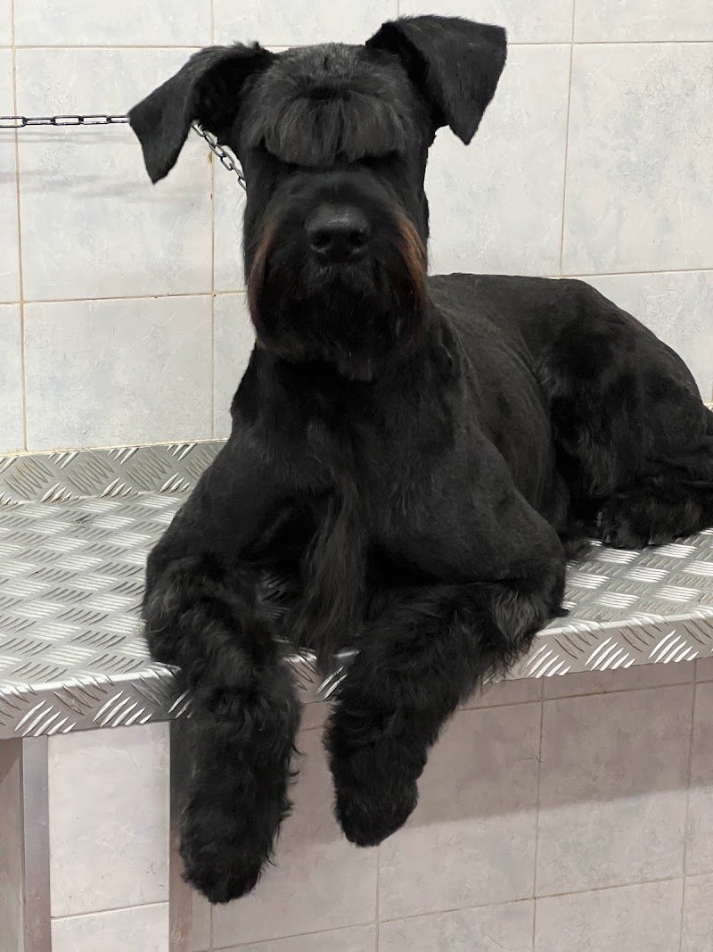 Belli e Pelosi - Foto 5