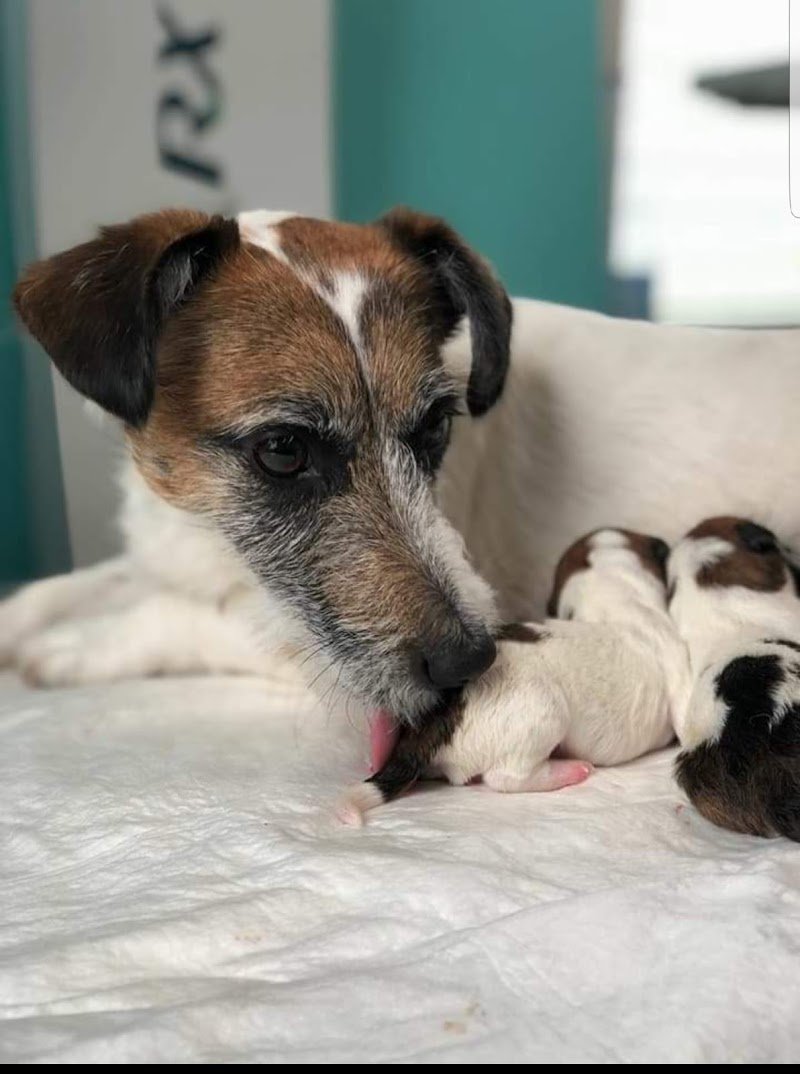 Belli e Pelosi - Foto 6