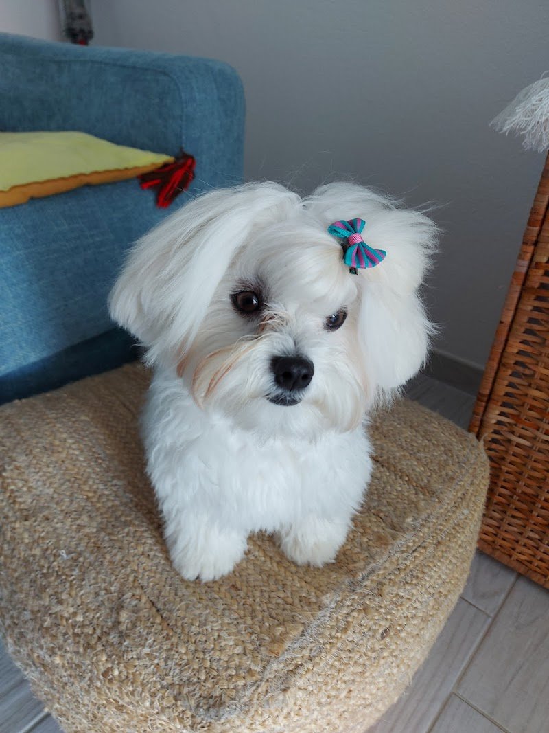 Belli Fra Le Bolle - Foto 1