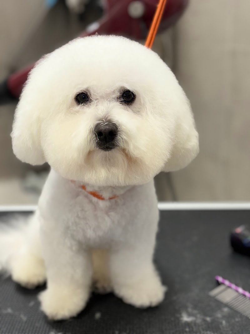 BELLI TRA LE BOLLE di Carta Gian Marco - Foto 2