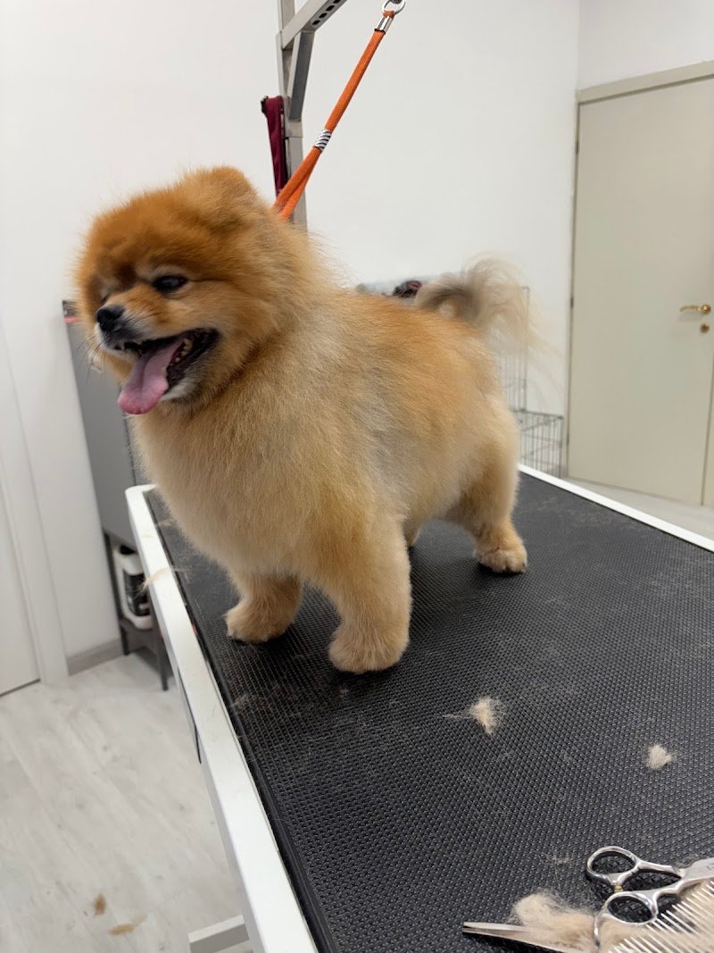 BELLI TRA LE BOLLE di Carta Gian Marco - Foto 3