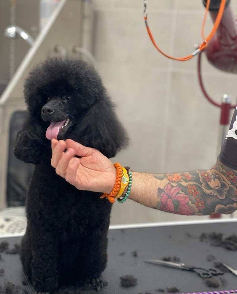 BELLI TRA LE BOLLE di Carta Gian Marco - Foto 4