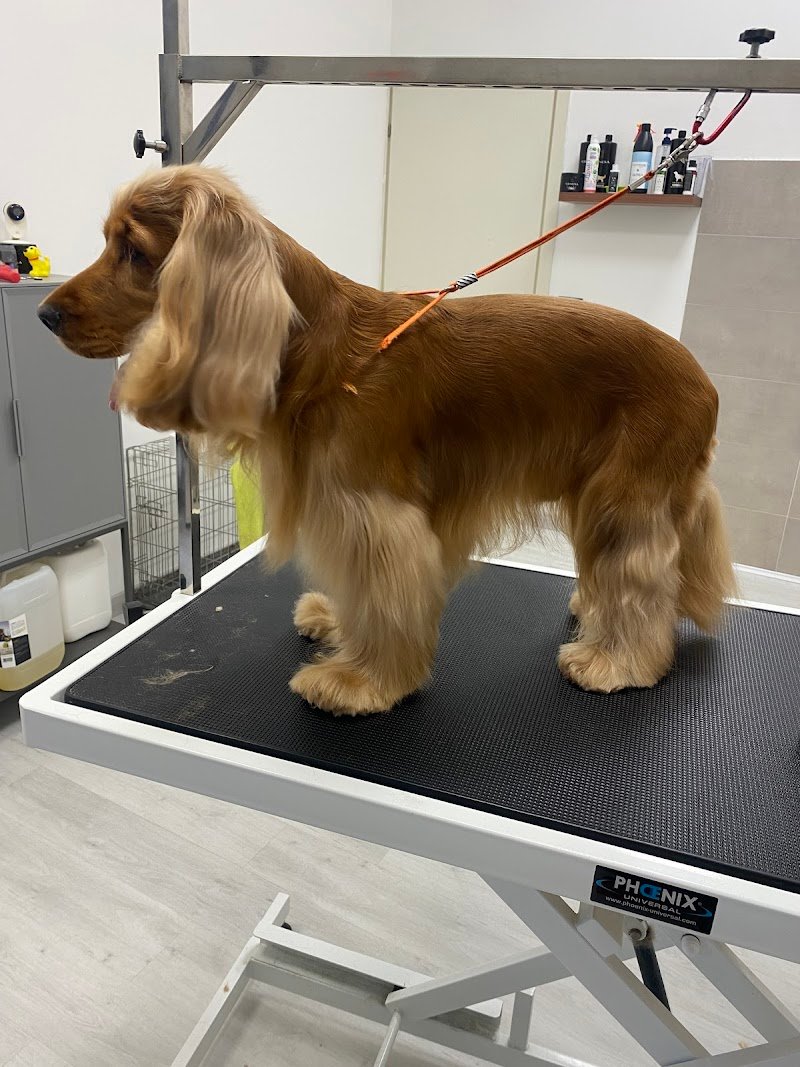 BELLI TRA LE BOLLE di Carta Gian Marco - Foto 5