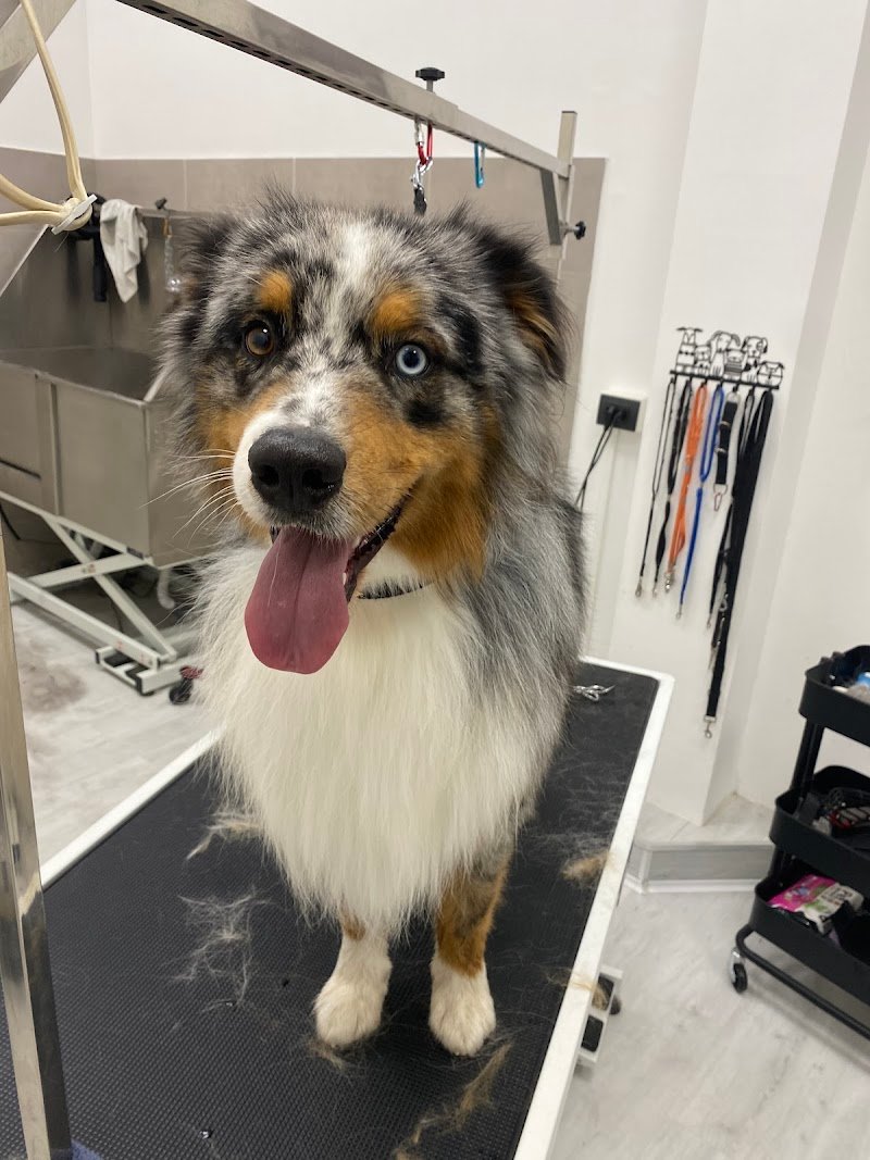 BELLI TRA LE BOLLE di Carta Gian Marco - Foto 6