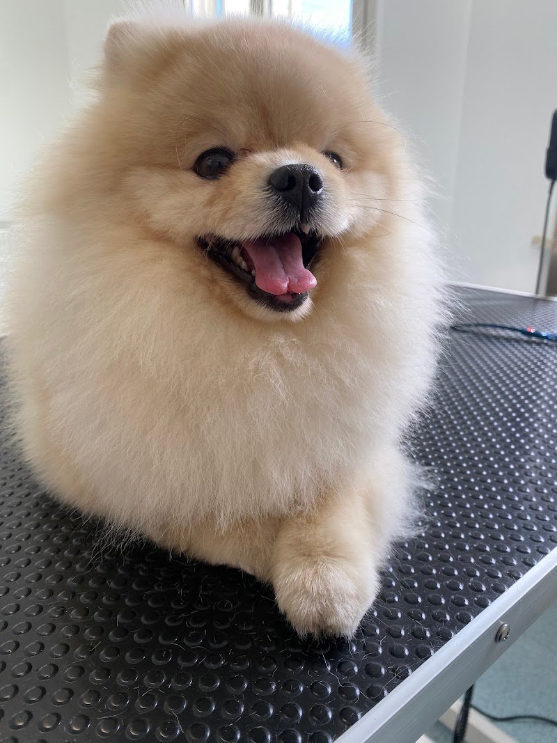 Bello Splendo - Foto 3