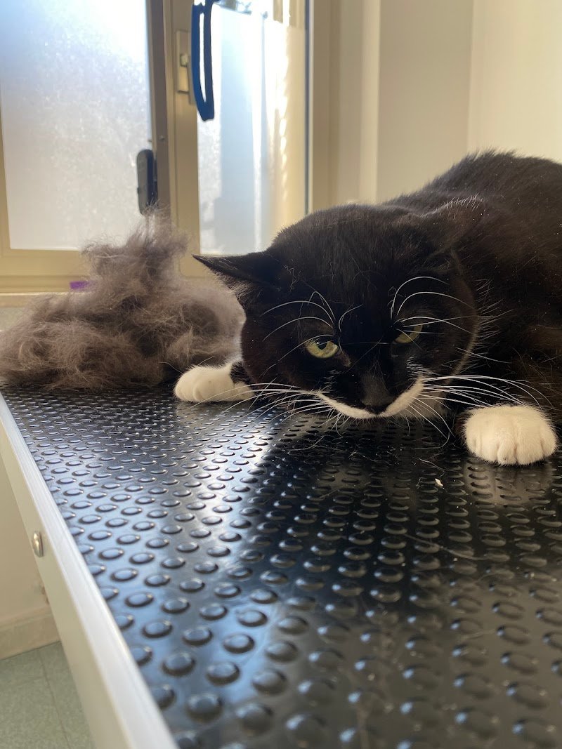 Bello Splendo - Foto 5