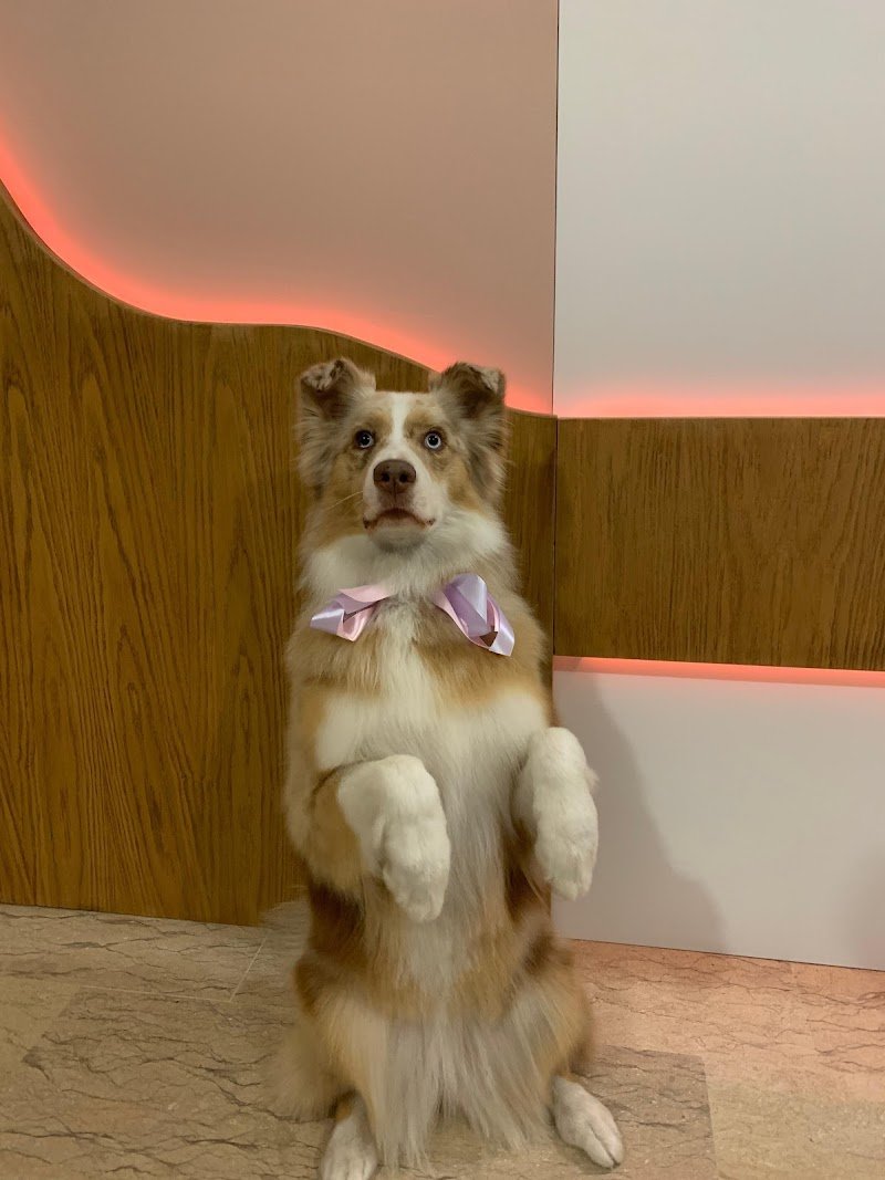 BENESSERE A 4 ZAMPE di Alessia Campagnaro - Foto 1