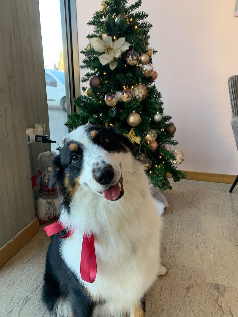 BENESSERE A 4 ZAMPE di Alessia Campagnaro - Foto 2