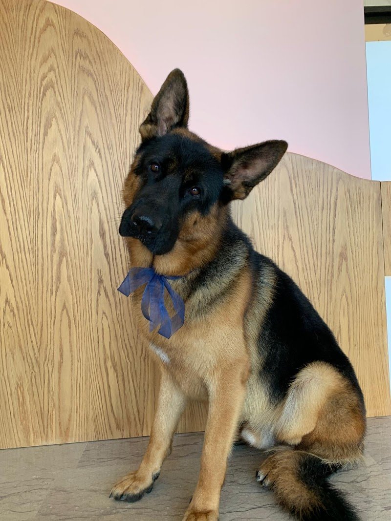 BENESSERE A 4 ZAMPE di Alessia Campagnaro - Foto 3