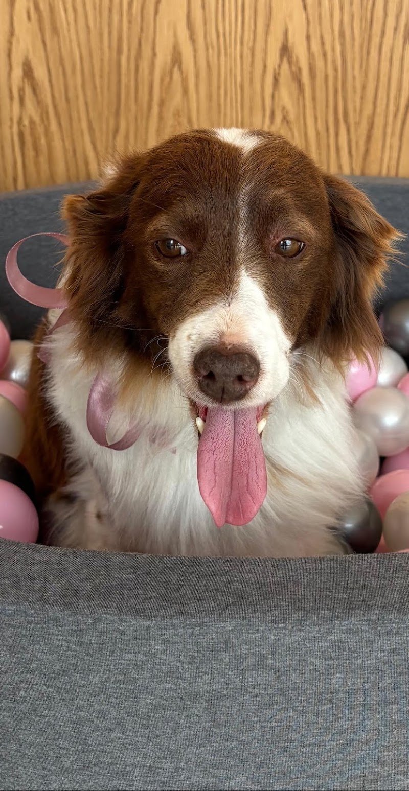 BENESSERE A 4 ZAMPE di Alessia Campagnaro - Foto 4