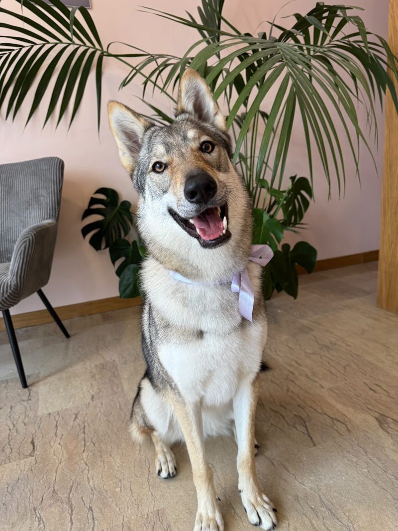 BENESSERE A 4 ZAMPE di Alessia Campagnaro - Foto 6