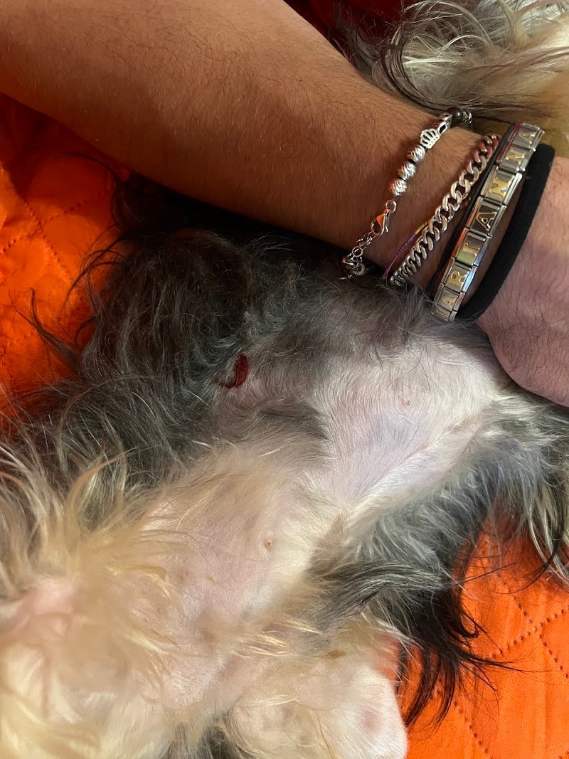 Benessere Animale - Foto 6