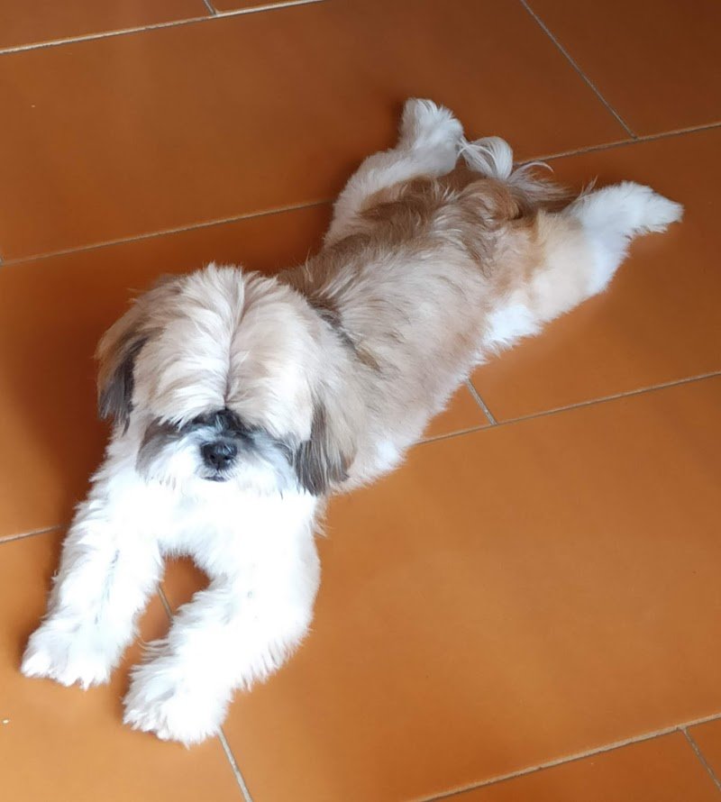 Benessere Animali - Foto 1