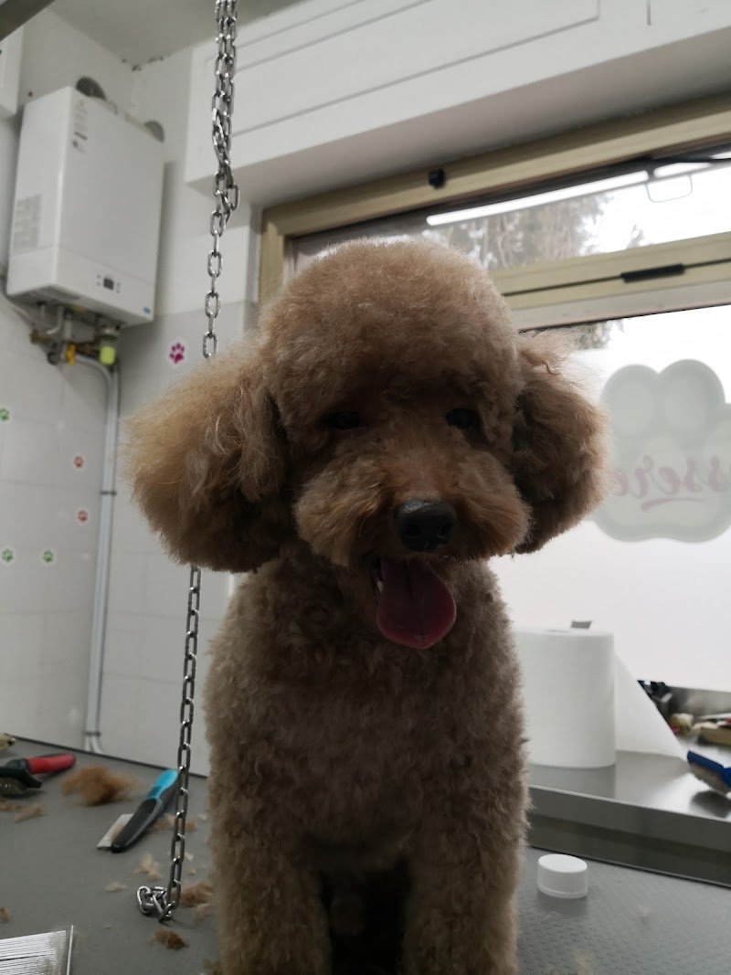 Benessere Pet's - Foto 3