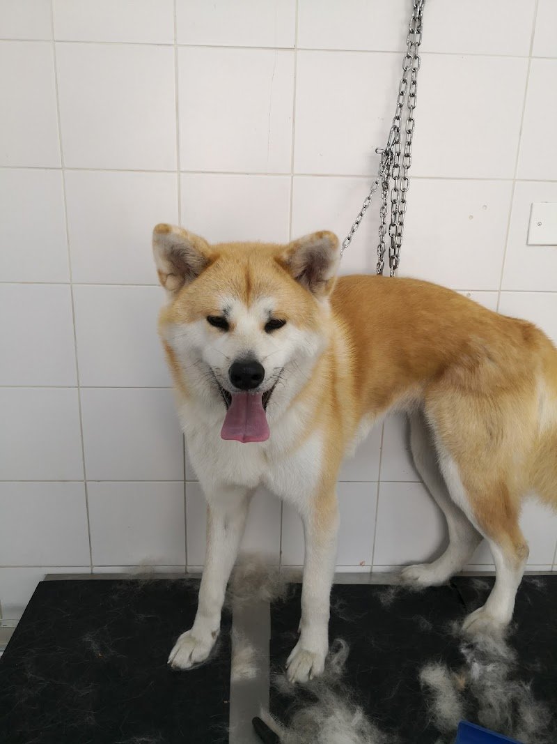 Benessere Pet's - Foto 5