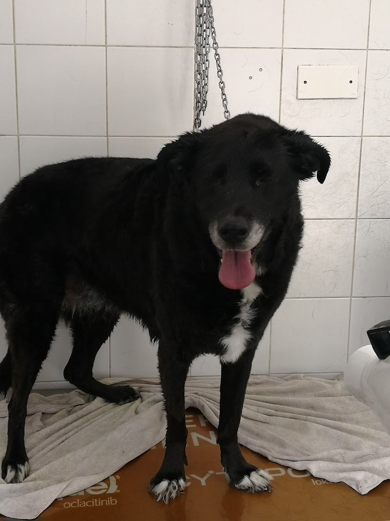 Benessere Pet's - Foto 6