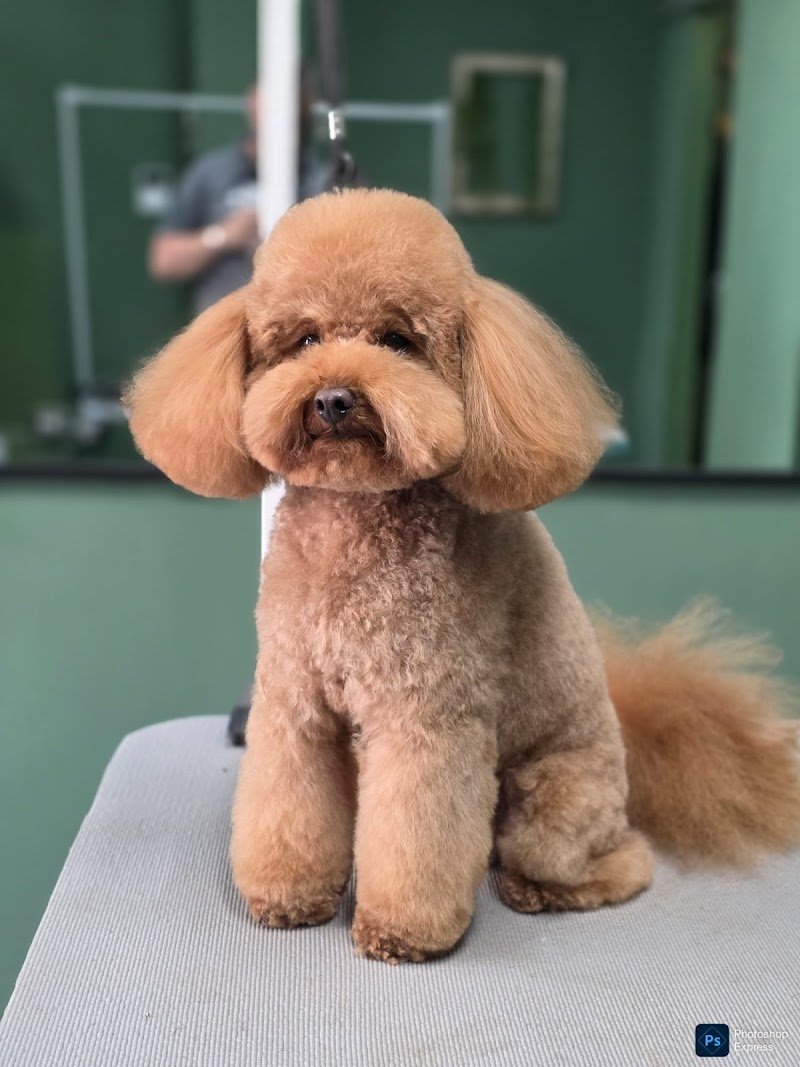 Best In Show - Foto 1