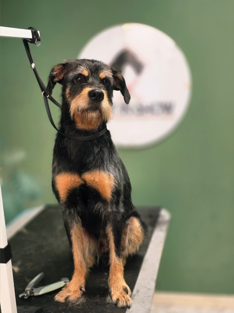 Best In Show - Foto 4