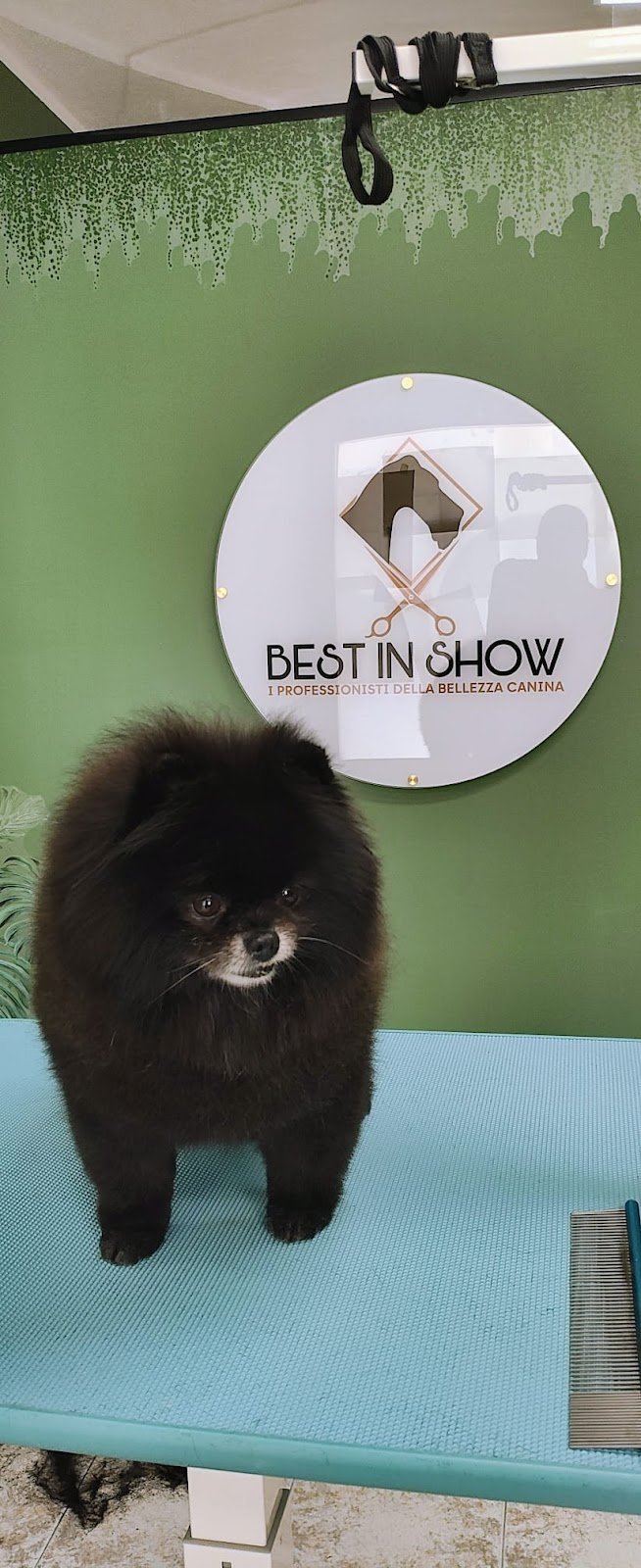 Best In Show - Foto 5