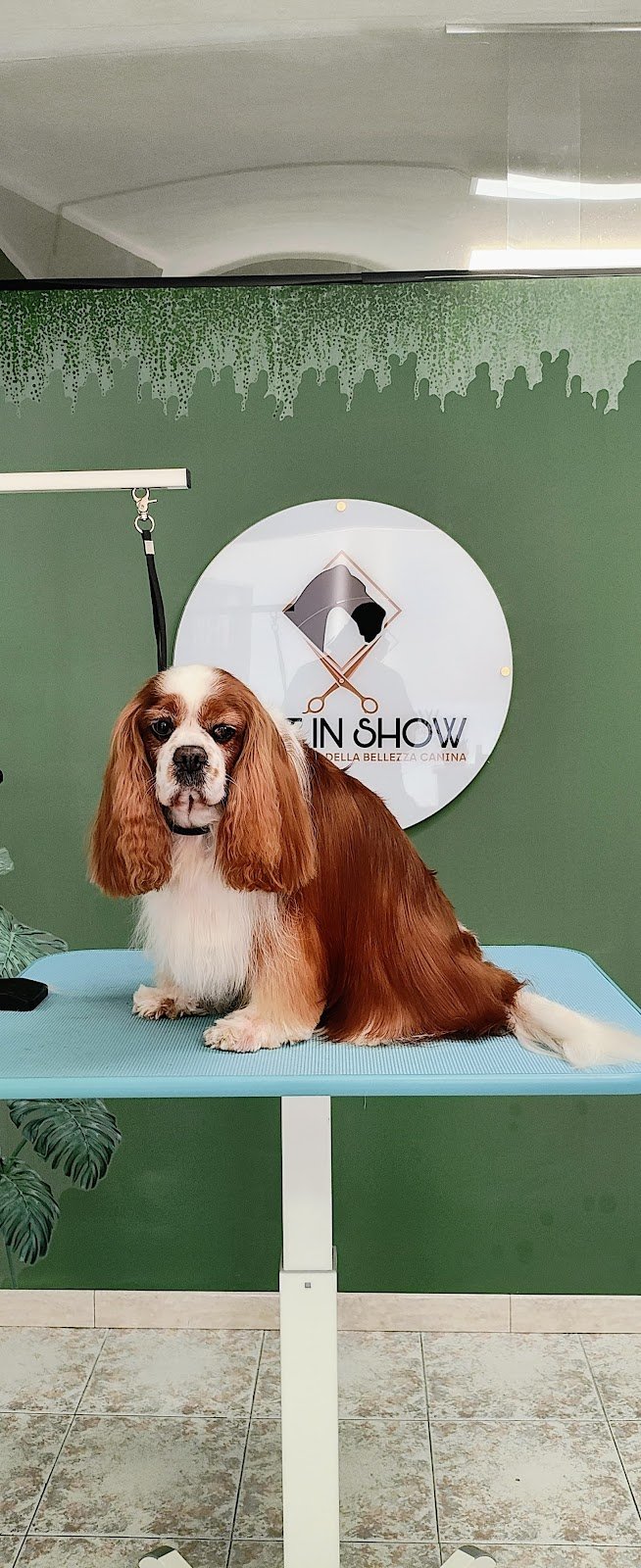 Best In Show - Foto 6