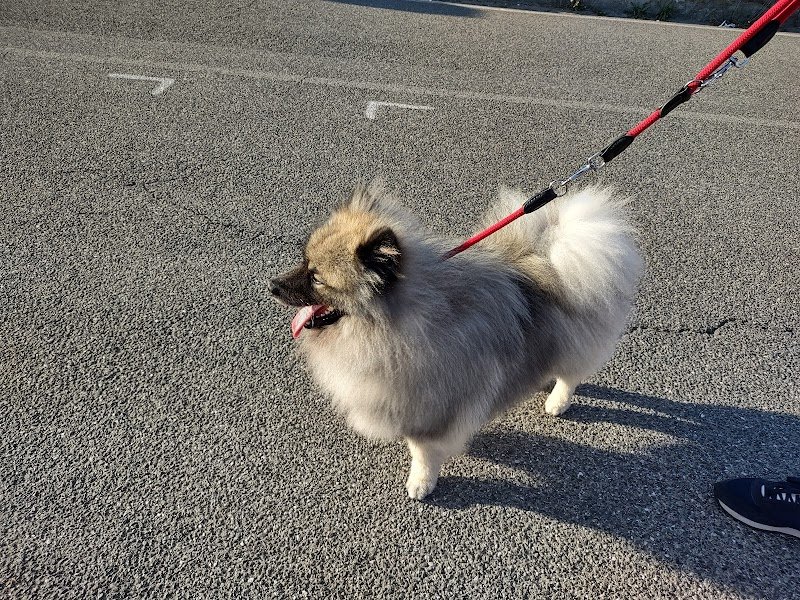 BEST OF BREED - Foto 1