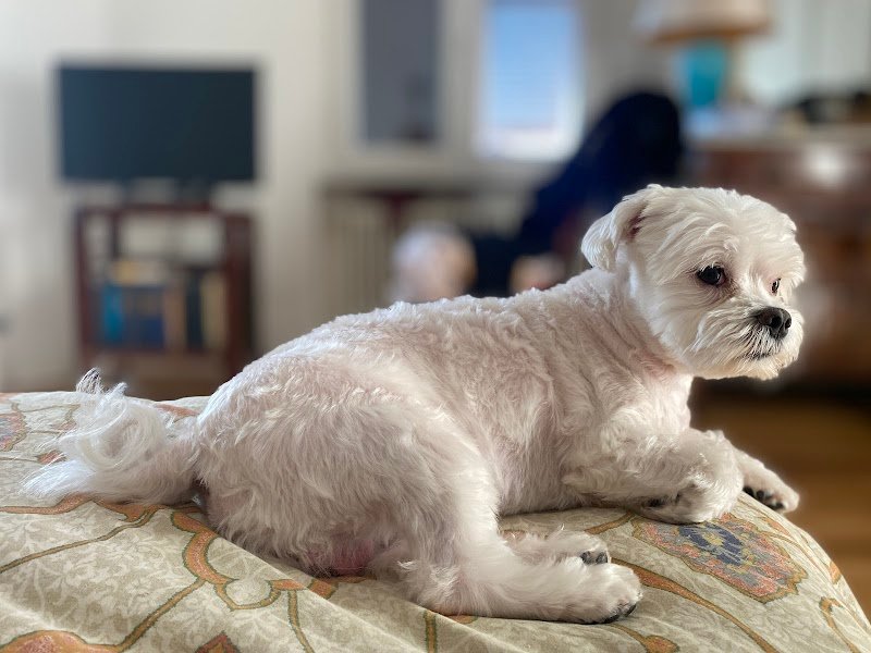 BEST OF BREED - Foto 3