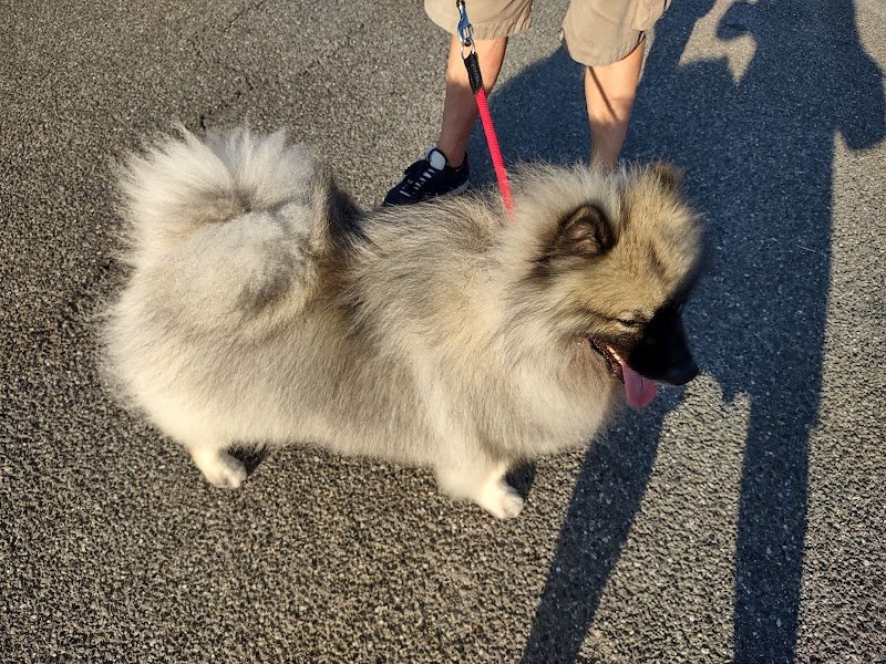 BEST OF BREED - Foto 5