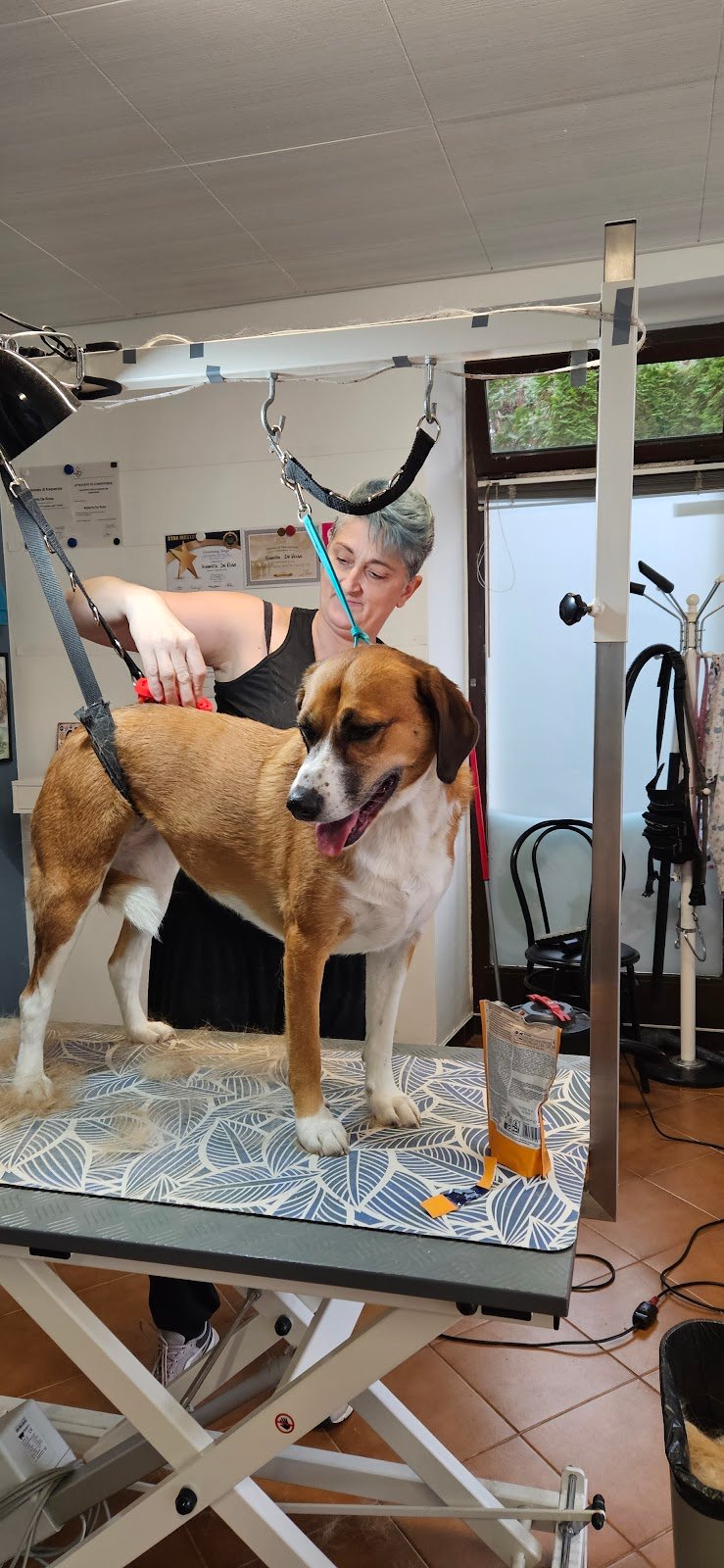 Betty Bau – Salone di toelettatura per cani, gatti e conigli a Vezia - Foto 2