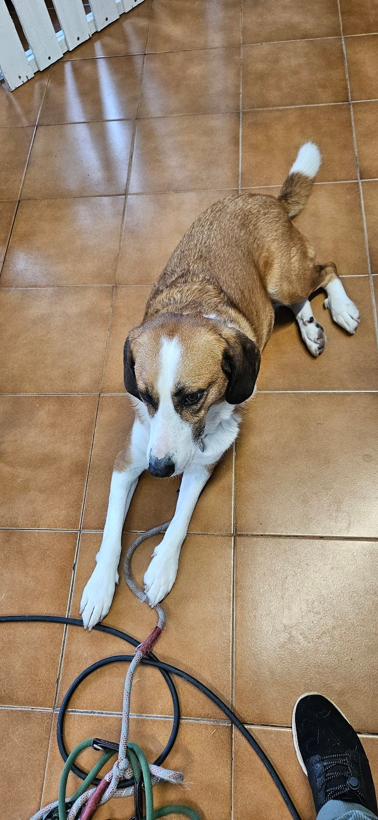 Betty Bau – Salone di toelettatura per cani, gatti e conigli a Vezia - Foto 4