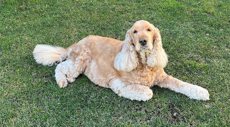 Betty Bau – Salone di toelettatura per cani, gatti e conigli a Vezia - Foto 5