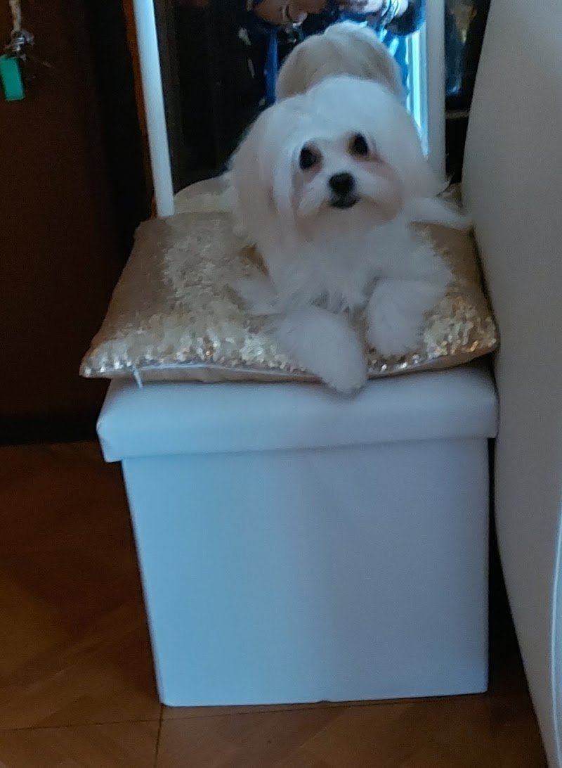 Bigibau Pet saloon - Foto 4