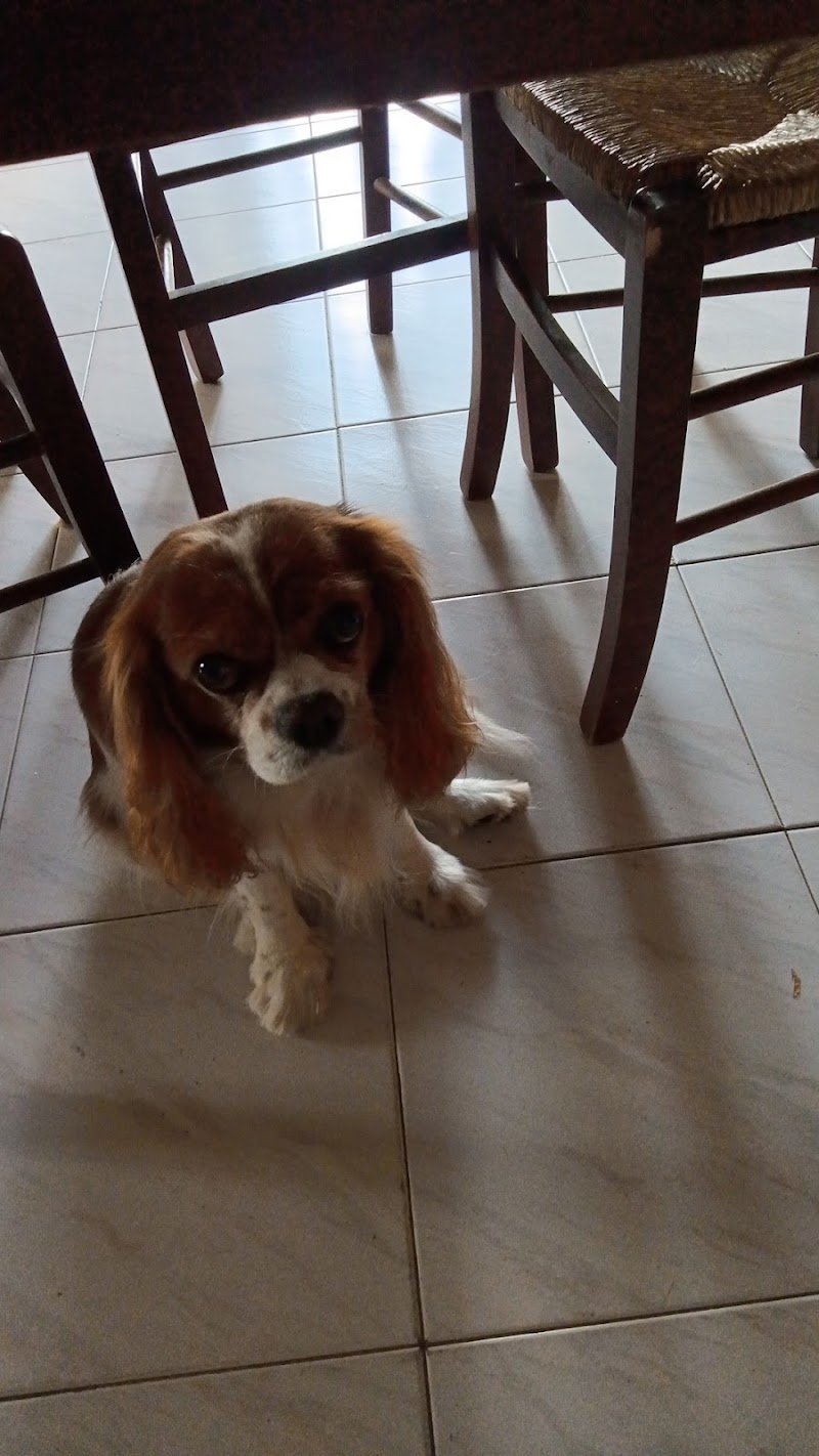 Bigibau Pet saloon - Foto 6