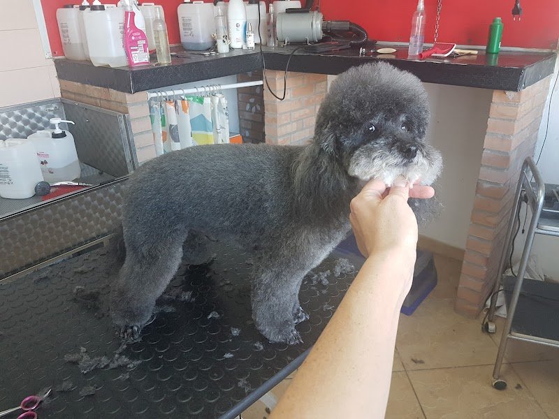 Bijou Toilette - Foto 1