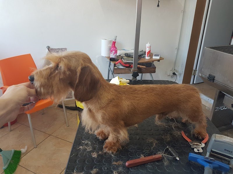 Bijou Toilette - Foto 2