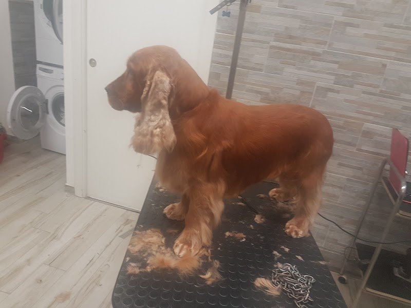 Bijou Toilette - Foto 3