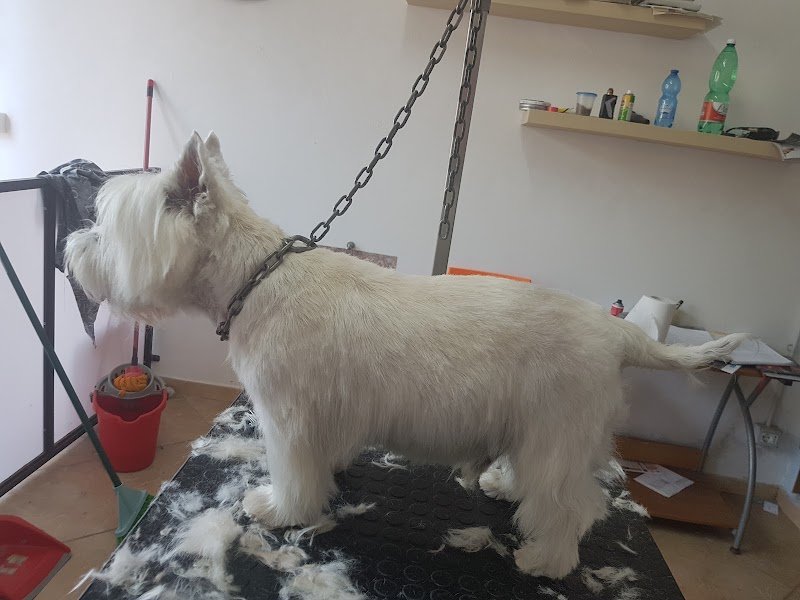 Bijou Toilette - Foto 4