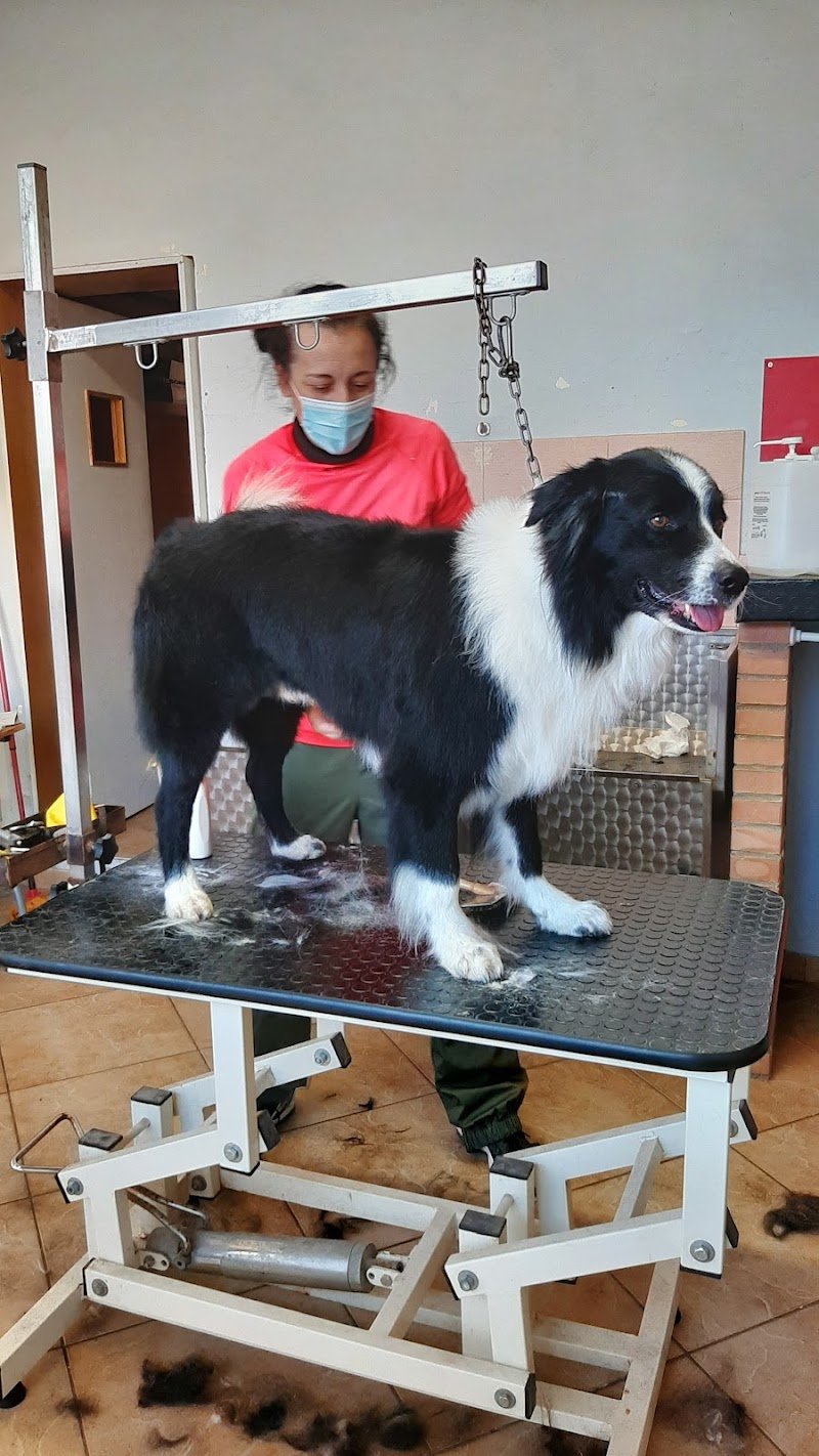 Bijou Toilette - Foto 5