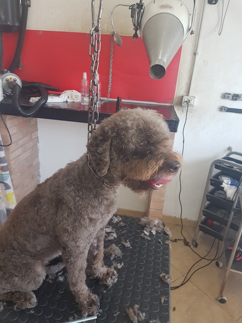 Bijou Toilette - Foto 6