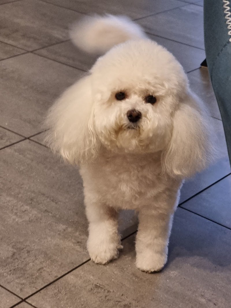 Bijoux Grooming Studio - Foto 1