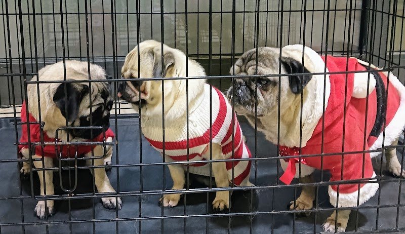 BLACK DOG Toelettatura & Beauty Center - Foto 2