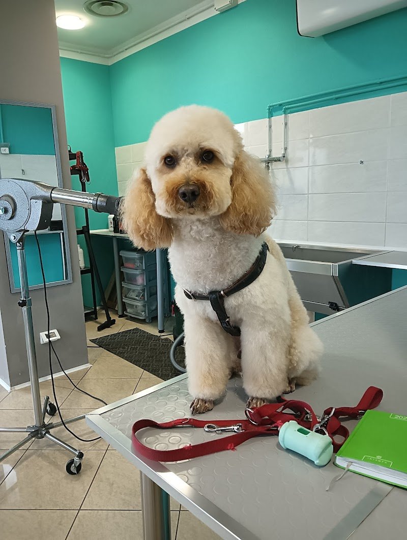 BLACK DOG Toelettatura & Beauty Center - Foto 3