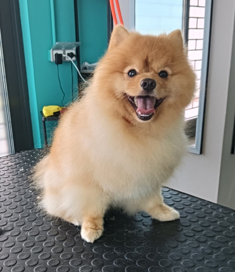 BLACK DOG Toelettatura & Beauty Center - Foto 4