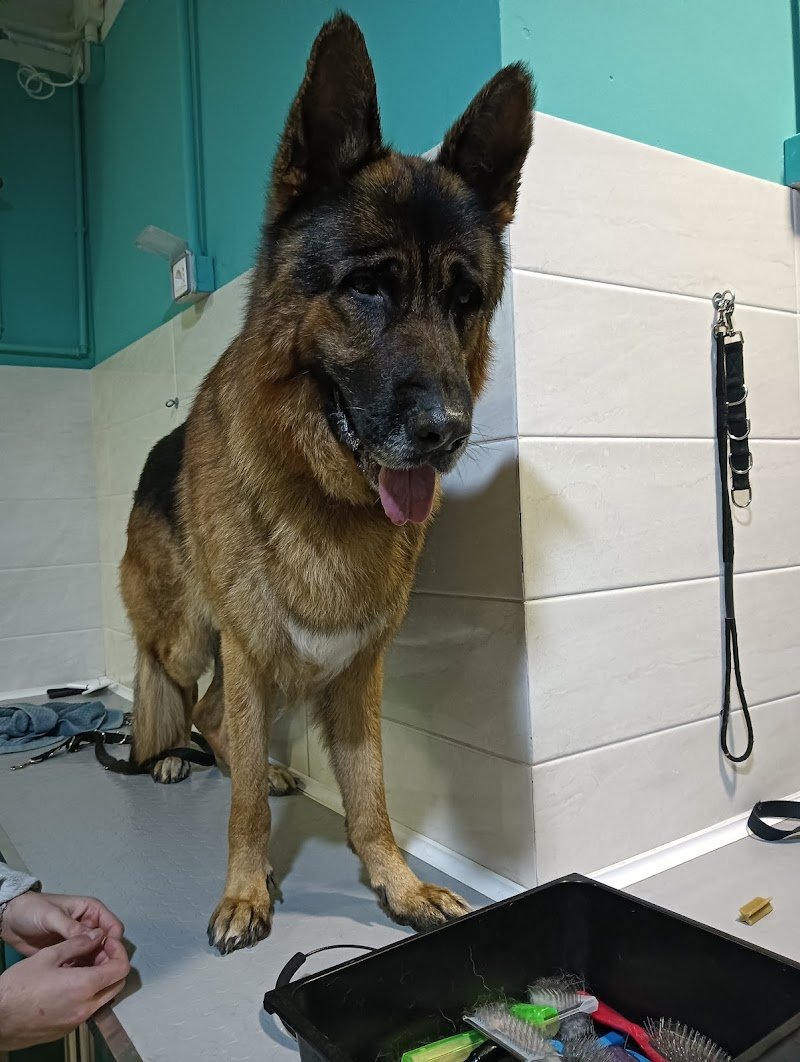 BLACK DOG Toelettatura & Beauty Center - Foto 5