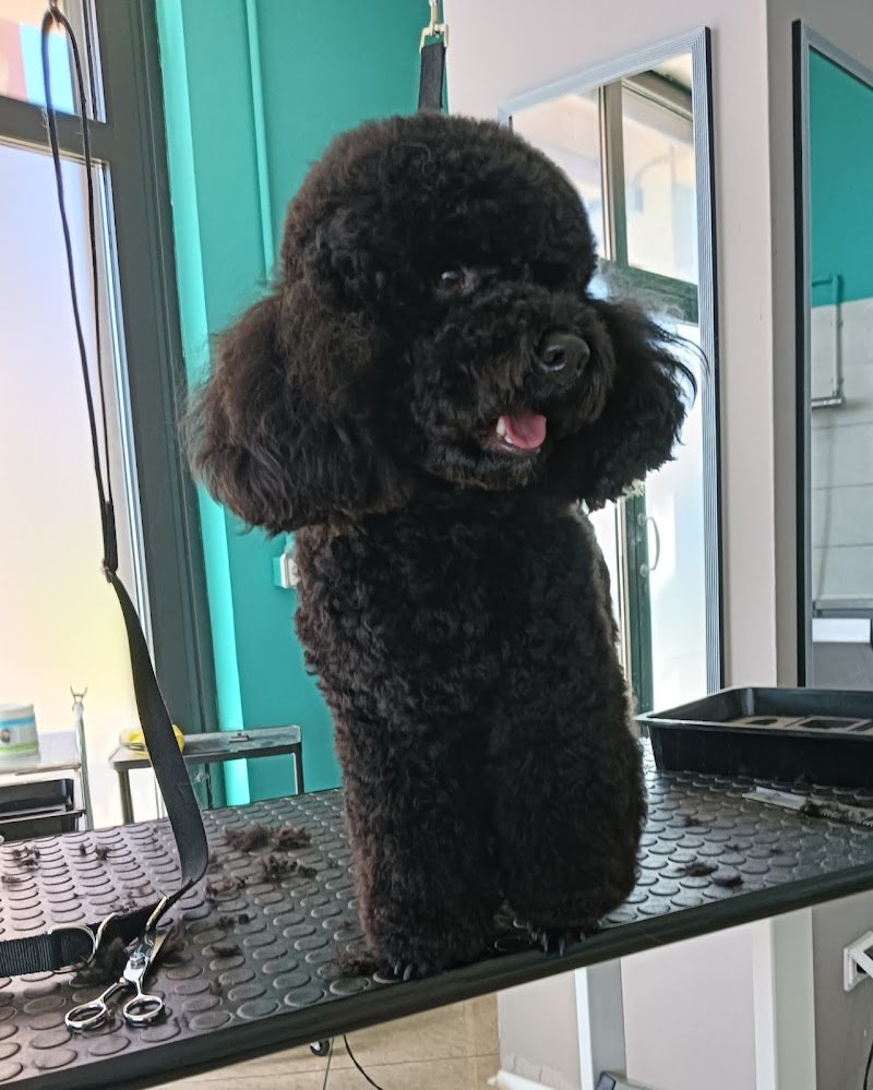 BLACK DOG Toelettatura & Beauty Center - Foto 6