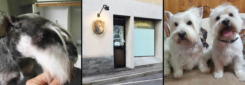 Black & White Toelettatura Cani e Gatti - Foto 1