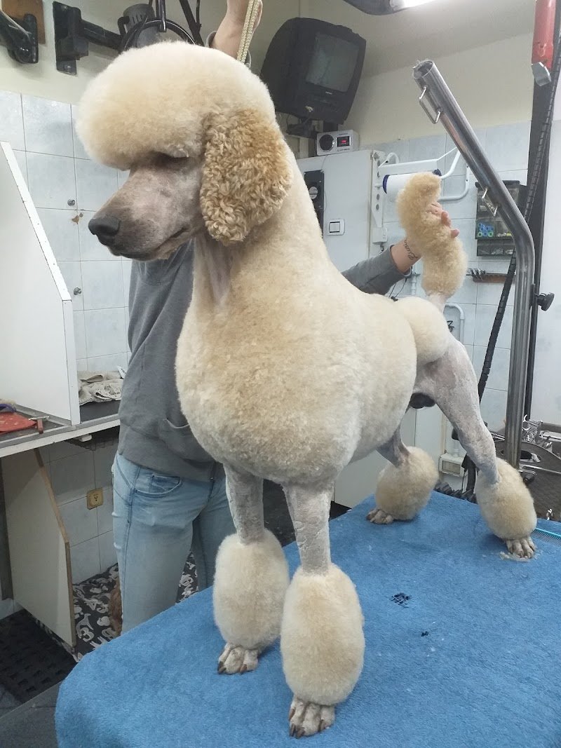 Black & White Toelettatura Cani e Gatti - Foto 2