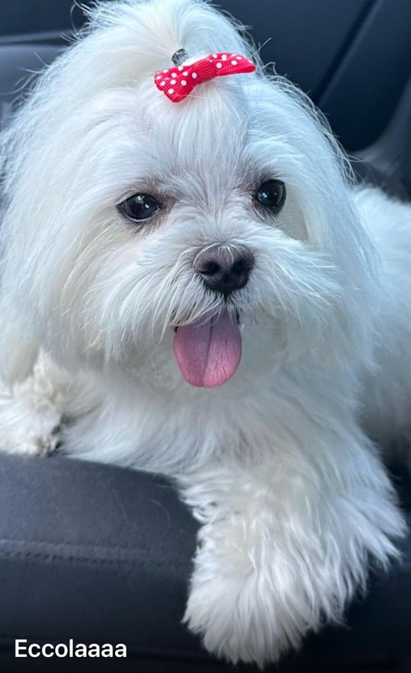 Black & White Toelettatura Cani e Gatti - Foto 3