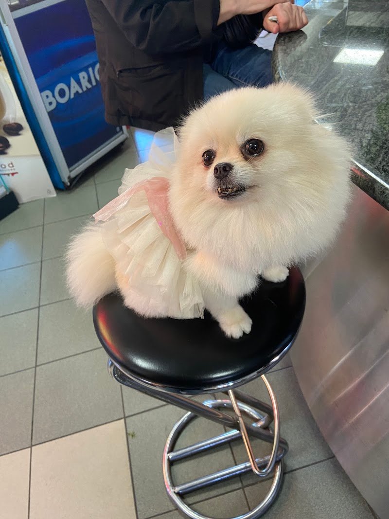 Black & White Toelettatura Cani e Gatti - Foto 4