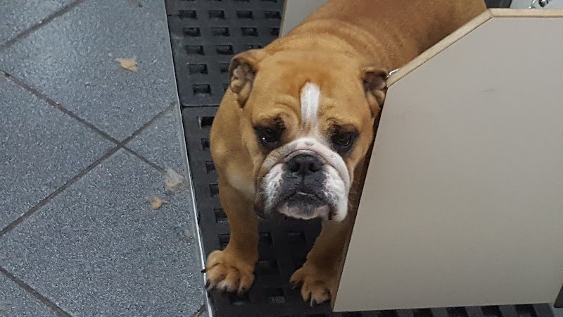 Black & White Toelettatura Cani e Gatti - Foto 5