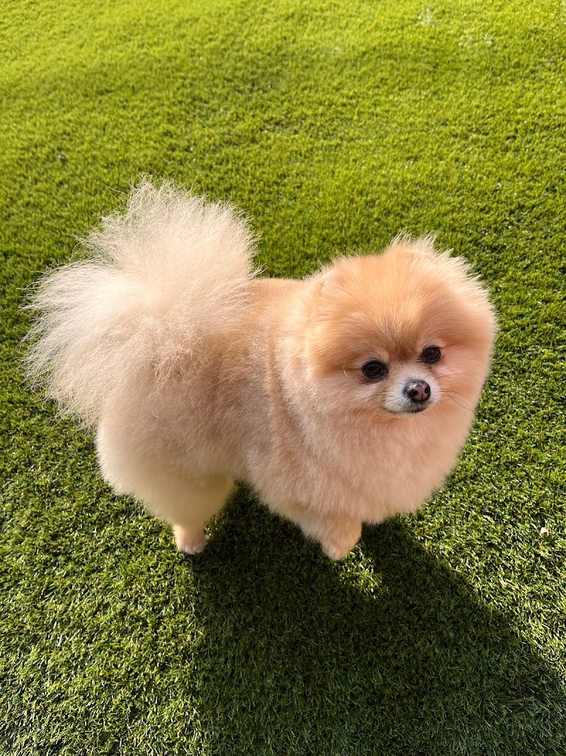 Black & White Toelettatura Cani e Gatti - Foto 6